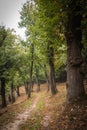 A hidden path in the wood Royalty Free Stock Photo