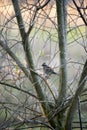 Hidden Perch: Small Bird Concealed in Dense Bare Branches Royalty Free Stock Photo