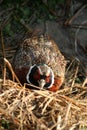 Hidden pheasant Royalty Free Stock Photo