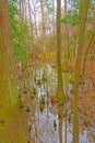 Hidden Pond in a Wetland Forest Royalty Free Stock Photo