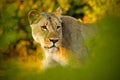 Hidden portrait of lion female. African lion, Panthera leo, detail portrait of big animal, evening sun, Chobe National Park, Botsw