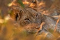 Hidden portrait of lion young male. African lion, Panthera leo, detail portrait of big animal with evening light, Chobe National Royalty Free Stock Photo