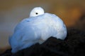 Hidden portrait. White bird in the green grass. Goose in the grass. Wild white Upland goose, Chloephaga picta, in the nature habit Royalty Free Stock Photo