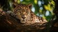 Hidden Predator: A Tiger Resting on a Shaded Tree