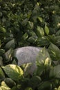 Hidden rock in the green leafs Royalty Free Stock Photo