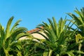 Hidden rooftop obscued by tropical palm trees in a bungalow or in an island getaway vacation home rental with blue sky Royalty Free Stock Photo