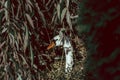 Hidden Shy Swan Behind Leaves Royalty Free Stock Photo