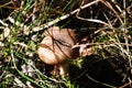 Hidden small mushroom growing in grass