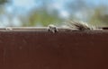 Hidden squirrel behind rusted metal plate