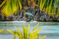 Hidden or Star Beach with sporadic accommodation in pure paradise nature in Matinloc Island in El Nido, Palawan Royalty Free Stock Photo