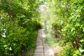 Hidden stone path in the forest Royalty Free Stock Photo