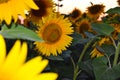 Hidden sunflower Royalty Free Stock Photo