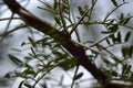 Hidden Thorns On A Sweet Thorn Tree Vachellia karroo