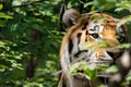 Hidden Tiger Royalty Free Stock Photo