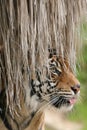 Hidden Tiger Royalty Free Stock Photo