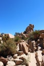 Hidden Valley Picnic Area Trail Leading To Rock Formations With Cacti, Palm Trees, Mesquite Trees And Scrub Brush