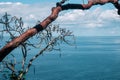Hidden View with a Tree and the Ocean in the background, Sayulita Mexico. Royalty Free Stock Photo