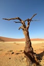 Hidden Vlei, Namib desert,Namibia