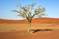 Hidden Vlei, Namibia