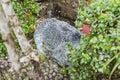 A hidden weatherproof rock speaker blending into an outdoor landscaped garden