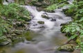 Hidden Wild Mountain Trout Stream Royalty Free Stock Photo