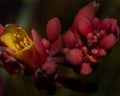 Hidden Yellow Spider Within Red Desert Shrub Flowers Royalty Free Stock Photo