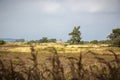 Hiddensee heath landscape with white cottage Royalty Free Stock Photo