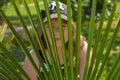 Hidding behind the green leaves