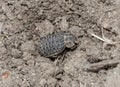 Hide Beetle Omorgus Camouflaged in Dirt in Eastern Colorado