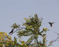 Hide and Seek Hummingbirds Royalty Free Stock Photo