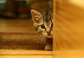 Afraid cat, sneaking and peeking out from behind the door Royalty Free Stock Photo