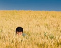 Hide and seek in wheat Royalty Free Stock Photo
