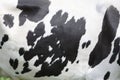 hide of black and white spotted cow in closeup Royalty Free Stock Photo
