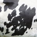 hide of black and white spotted cow in closeup Royalty Free Stock Photo