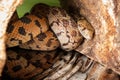 Hiding adult bullsnake