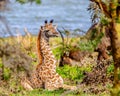 HIding amongst the bushes - Baby Massai Giraffe