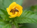 The hiding bee in the yellow flower.