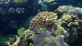 Hiding behind coral Blackeye thicklip or Blackeye thicklip wrasse or Half-and-half wrasse, Hemigymnus melapterus, undersea