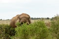 Hiding Behind The Trees - African Bush Elephant Royalty Free Stock Photo