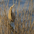 Hiding bird Eurasian Bittern sitting on reed / Botaurus stellaris Royalty Free Stock Photo