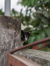 Hiding Cat behind the wall Royalty Free Stock Photo