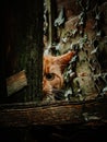 Hiding Cat Fence Royalty Free Stock Photo