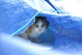 Hiding cat under blue tend Royalty Free Stock Photo