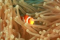 Hiding Clown Fish Royalty Free Stock Photo
