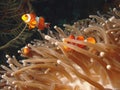 Hiding Clown Fish Royalty Free Stock Photo