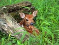 Hiding Fawn Royalty Free Stock Photo