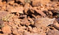 A hiding Four-banded Sandgrouse