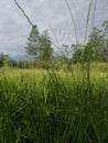 Hiding in the freshest thatch Royalty Free Stock Photo