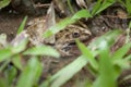 Hiding frog