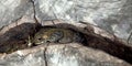 Hiding frog on Wood Log gap